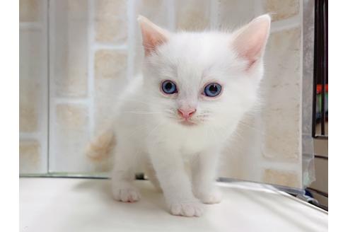 成約済の東京都のマンチカン-20327の8枚目