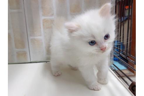 成約済の東京都のマンチカン-20325の15枚目