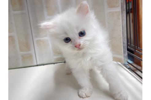 成約済の東京都のマンチカン-20325の14枚目