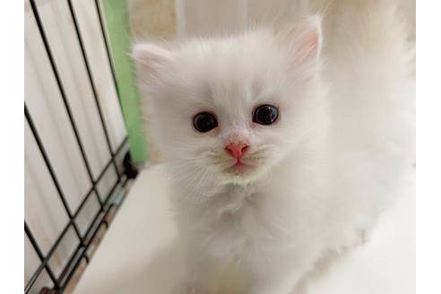 成約済の東京都のマンチカン-20325の13枚目