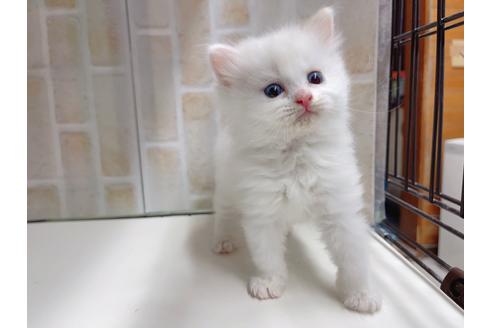 成約済の東京都のマンチカン-20325の12枚目