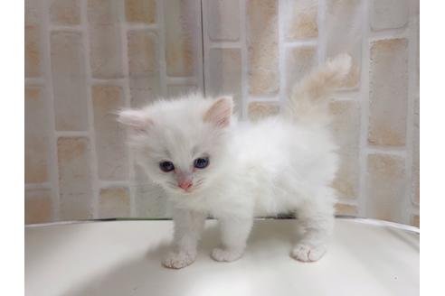 成約済の東京都のマンチカン-20325の11枚目