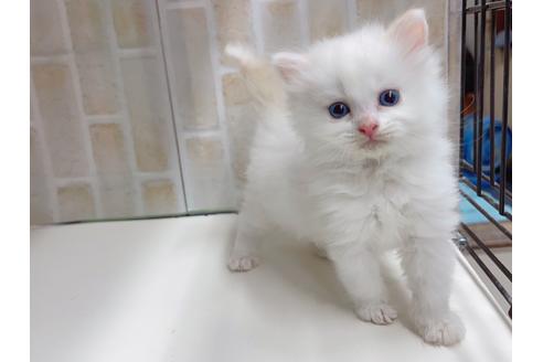 成約済の東京都のマンチカン-20325の8枚目