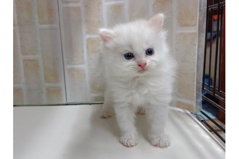 成約済の東京都のマンチカン-20325の9枚目