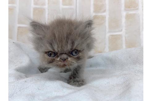 成約済の東京都のエキゾチックショートヘア-20341の5枚目