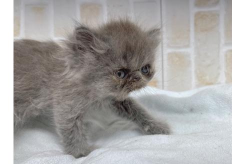 成約済の東京都のエキゾチックショートヘア-20341の2枚目