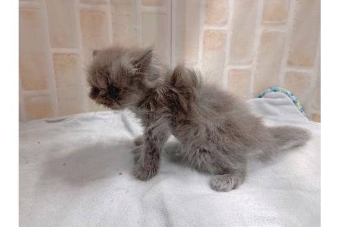 成約済の東京都のエキゾチックショートヘア-20341の3枚目