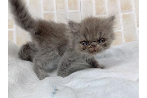 成約済の東京都のエキゾチックショートヘア-20341の1枚目