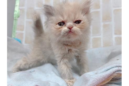 成約済の東京都のエキゾチックロングヘア-20342の27枚目