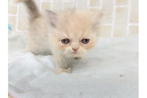 成約済の東京都のエキゾチックロングヘア-20342の26枚目