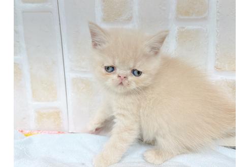 成約済の東京都のエキゾチックショートヘア-20345の2枚目