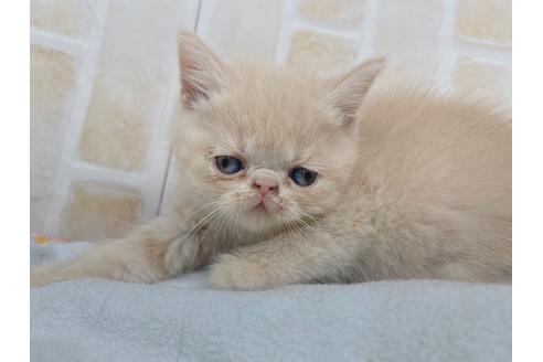 成約済の東京都のエキゾチックショートヘア-20345