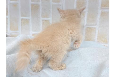 成約済の東京都のエキゾチックショートヘア-20345の3枚目