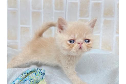 成約済の東京都のエキゾチックショートヘア-20344の2枚目