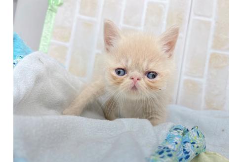 成約済の東京都のエキゾチックショートヘア-20344