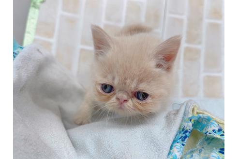 成約済の東京都のエキゾチックショートヘア-20344の3枚目