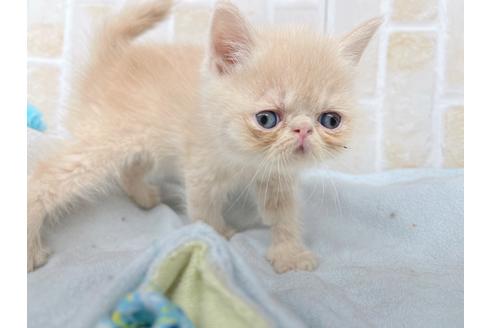 成約済の東京都のエキゾチックショートヘア-20344の4枚目