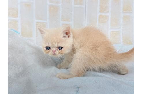 成約済の東京都のエキゾチックショートヘア-20344の6枚目