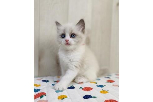 成約済の大阪府のラグドール-20730の2枚目