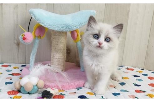 成約済の大阪府のラグドール-20730の3枚目