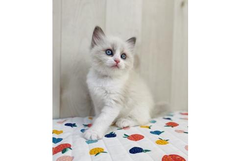 成約済の大阪府のラグドール-20730の5枚目