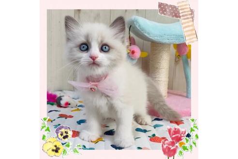 成約済の大阪府のラグドール-20730