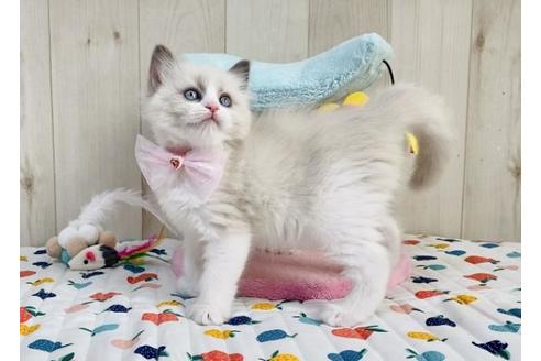 成約済の大阪府のラグドール-20730の6枚目