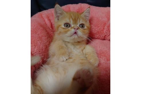 成約済の愛知県のエキゾチックショートヘア-20738の1枚目