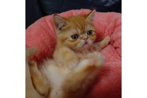 成約済の愛知県のエキゾチックショートヘア-20738の2枚目