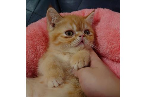 成約済の愛知県のエキゾチックショートヘア-20738の4枚目