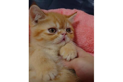 成約済の愛知県のエキゾチックショートヘア-20738の3枚目