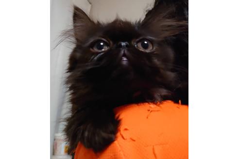 成約済の愛知県のペルシャ-20739の2枚目