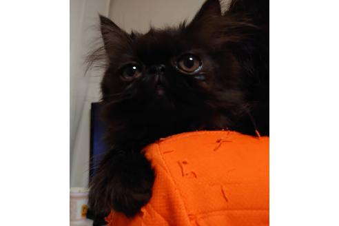 成約済の愛知県のペルシャ-20739の3枚目