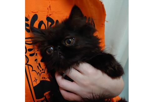 成約済の愛知県のペルシャ-20739の4枚目