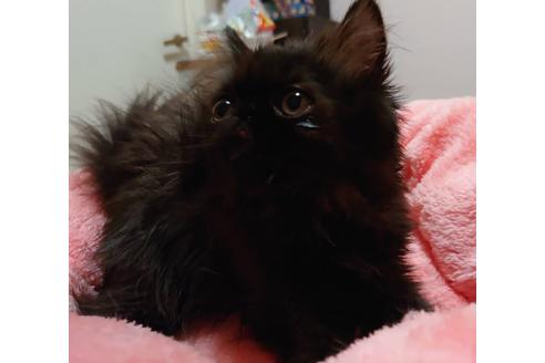 成約済の愛知県のペルシャ-20739の5枚目