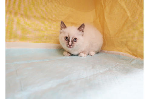 成約済の東京都のラグドール-20796の3枚目