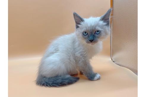 成約済の東京都のマンチカン-20941の3枚目