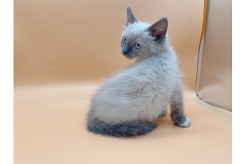 成約済の東京都のマンチカン-20941の4枚目