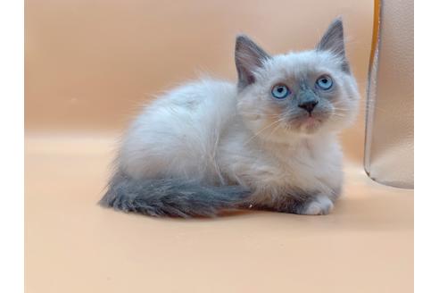 成約済の東京都のマンチカン-20941の6枚目