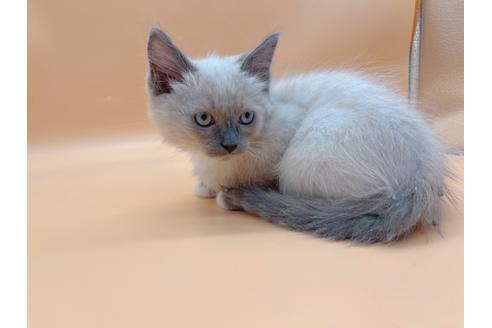 成約済の東京都のマンチカン-20941の2枚目