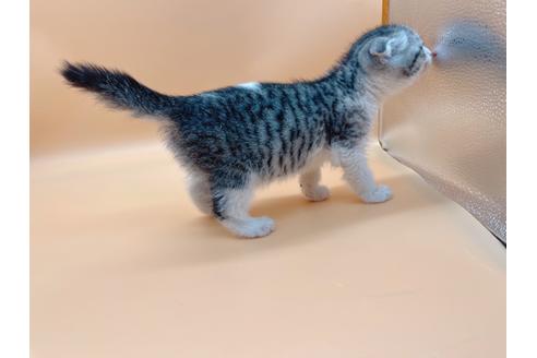 成約済の東京都のスコティッシュフォールド-20942の5枚目