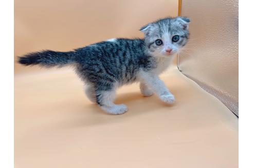 成約済の東京都のスコティッシュフォールド-20942の1枚目