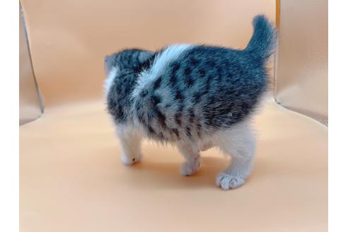 成約済の東京都のスコティッシュフォールド-20942の2枚目