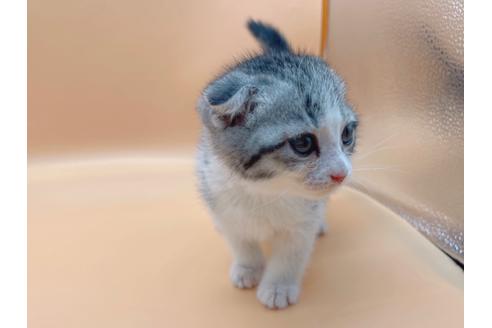 成約済の東京都のスコティッシュフォールド-20942の3枚目