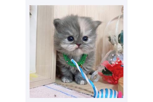 成約済の長野県のミヌエット-20835の1枚目