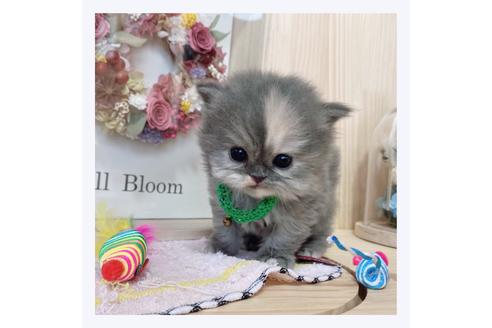 成約済の長野県のミヌエット-20835の2枚目