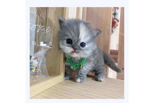 成約済の長野県のミヌエット-20835の4枚目