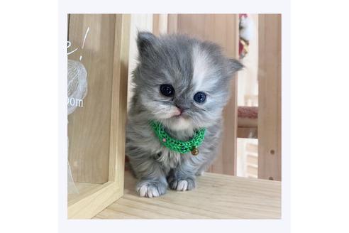 成約済の長野県のミヌエット-20835の5枚目