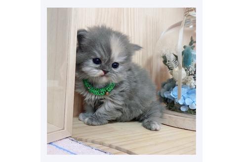 成約済の長野県のミヌエット-20835の3枚目