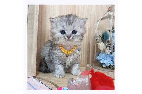 成約済の長野県のミヌエット-20836の1枚目